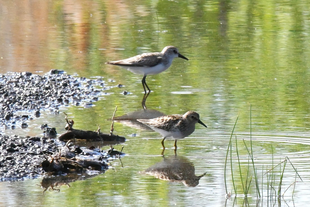 Semipalmated Sandpiper - ML645072707
