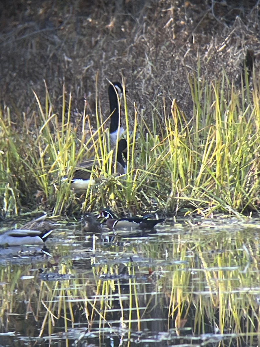 Wood Duck - ML645072710