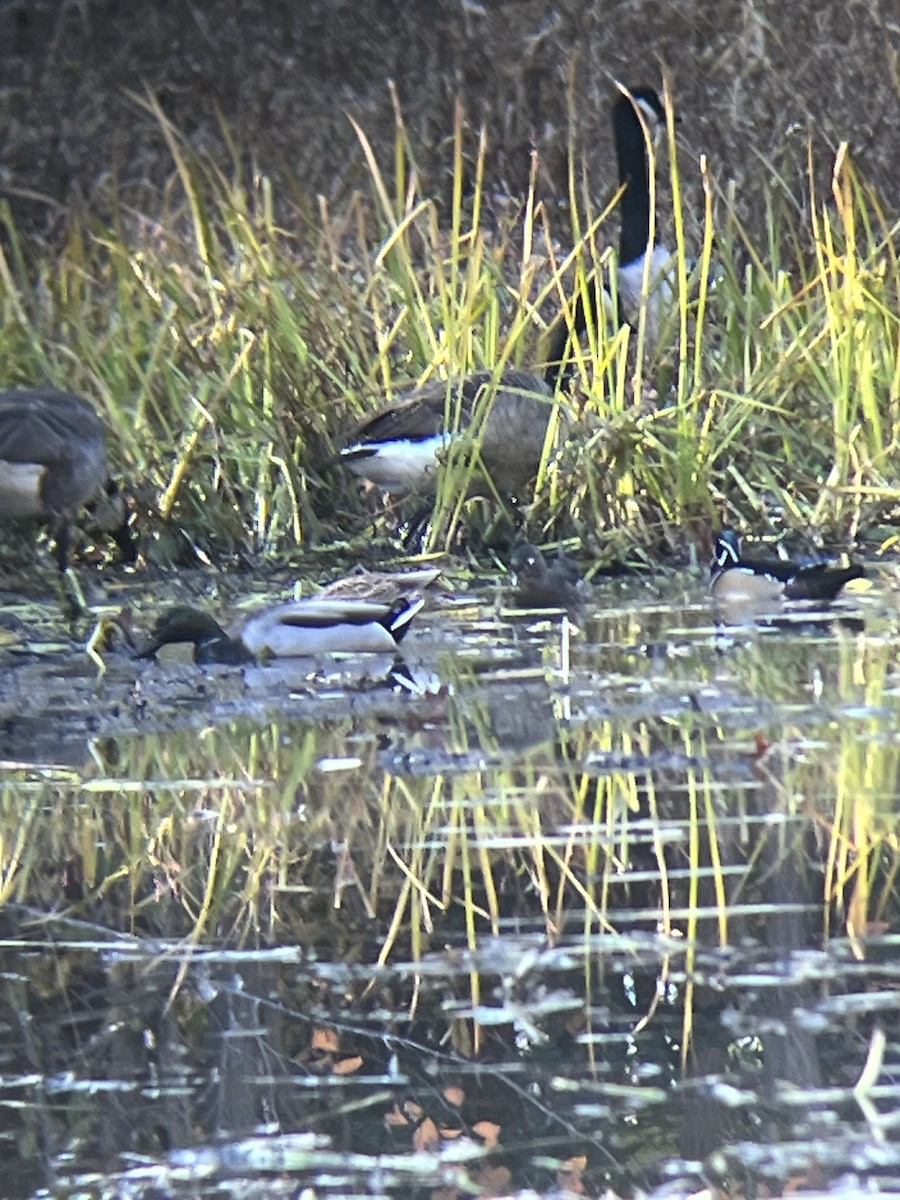 Wood Duck - ML645072711