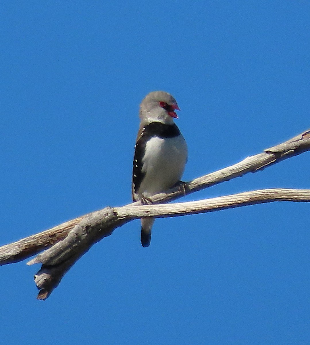 Diamond Firetail - ML645072712