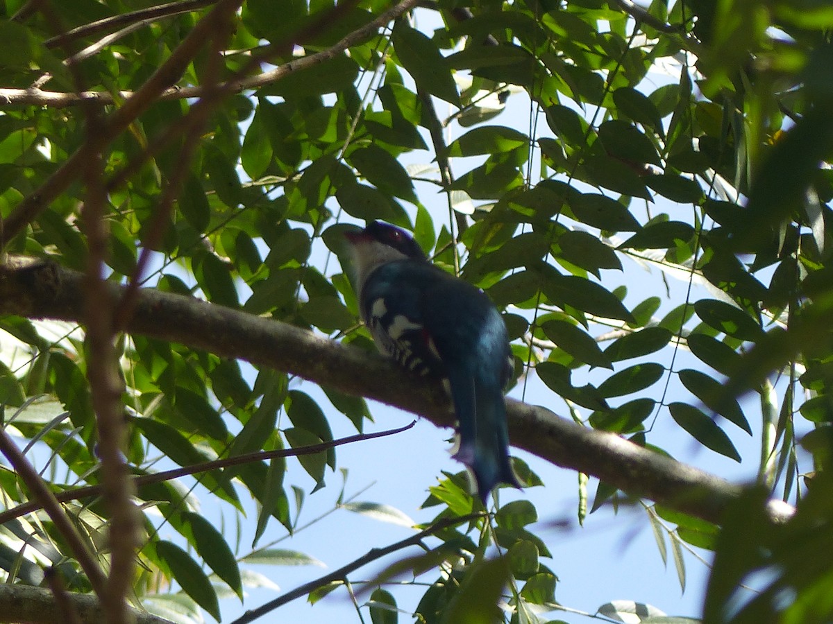 Cuban Trogon - ML645072718