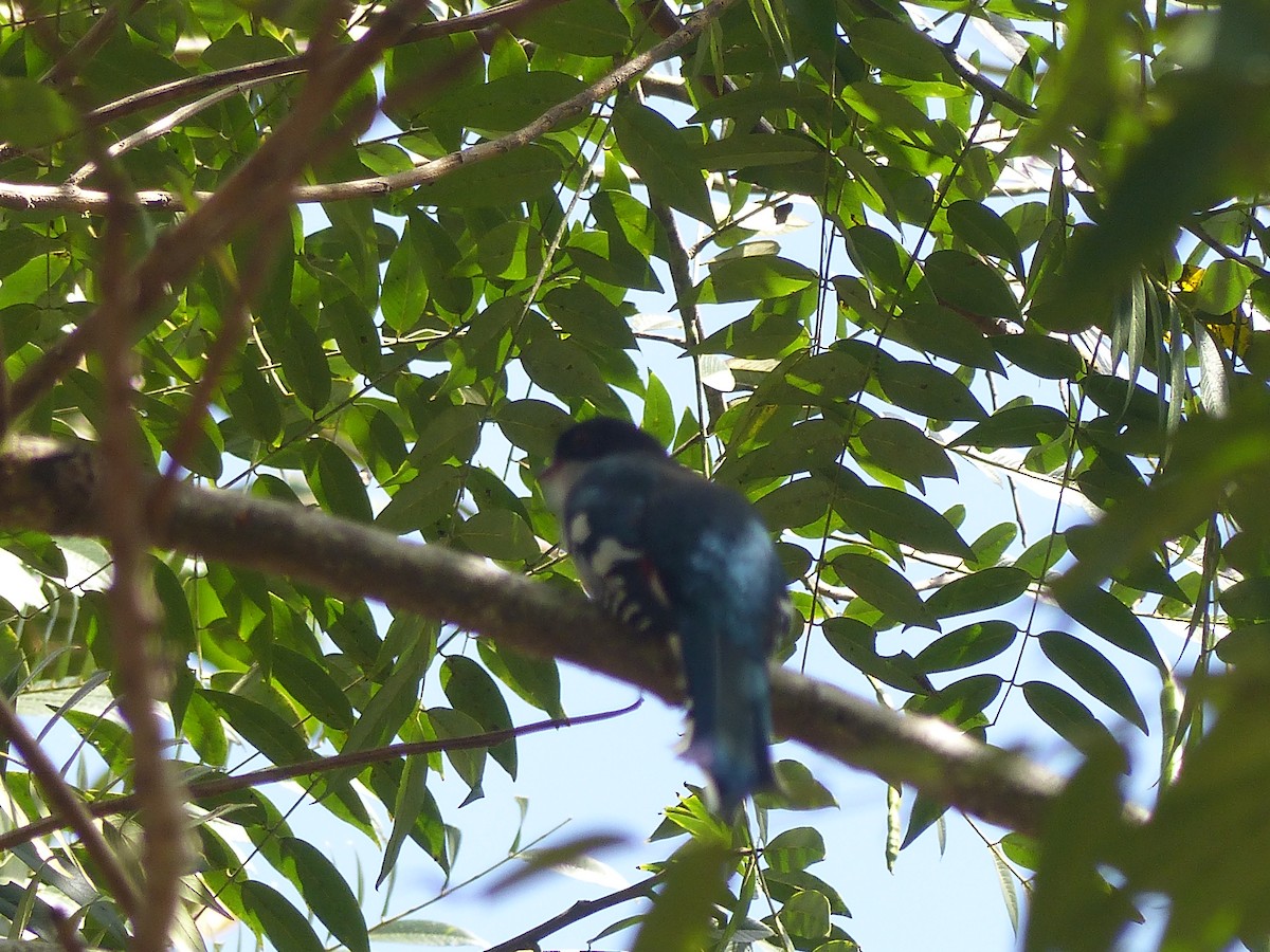 Cuban Trogon - ML645072719