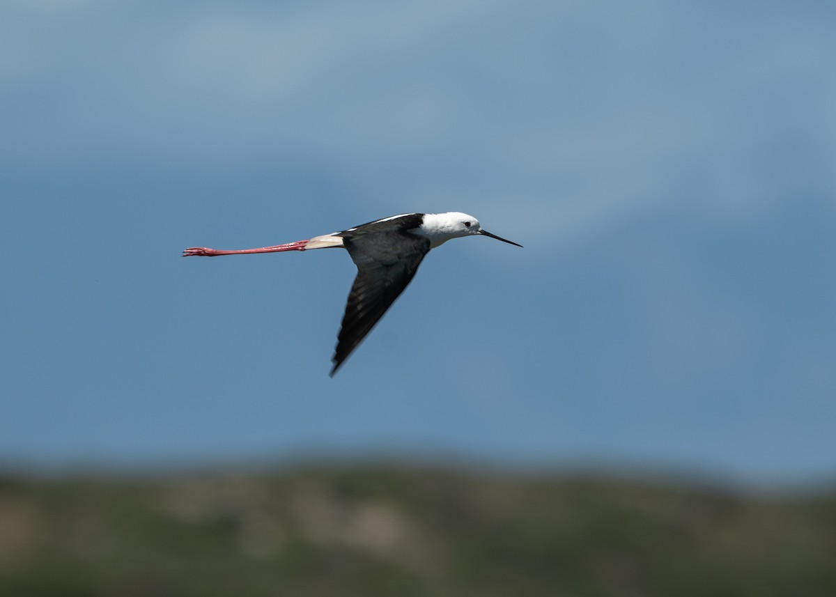 Zankaluze eurasiarra - ML645072720