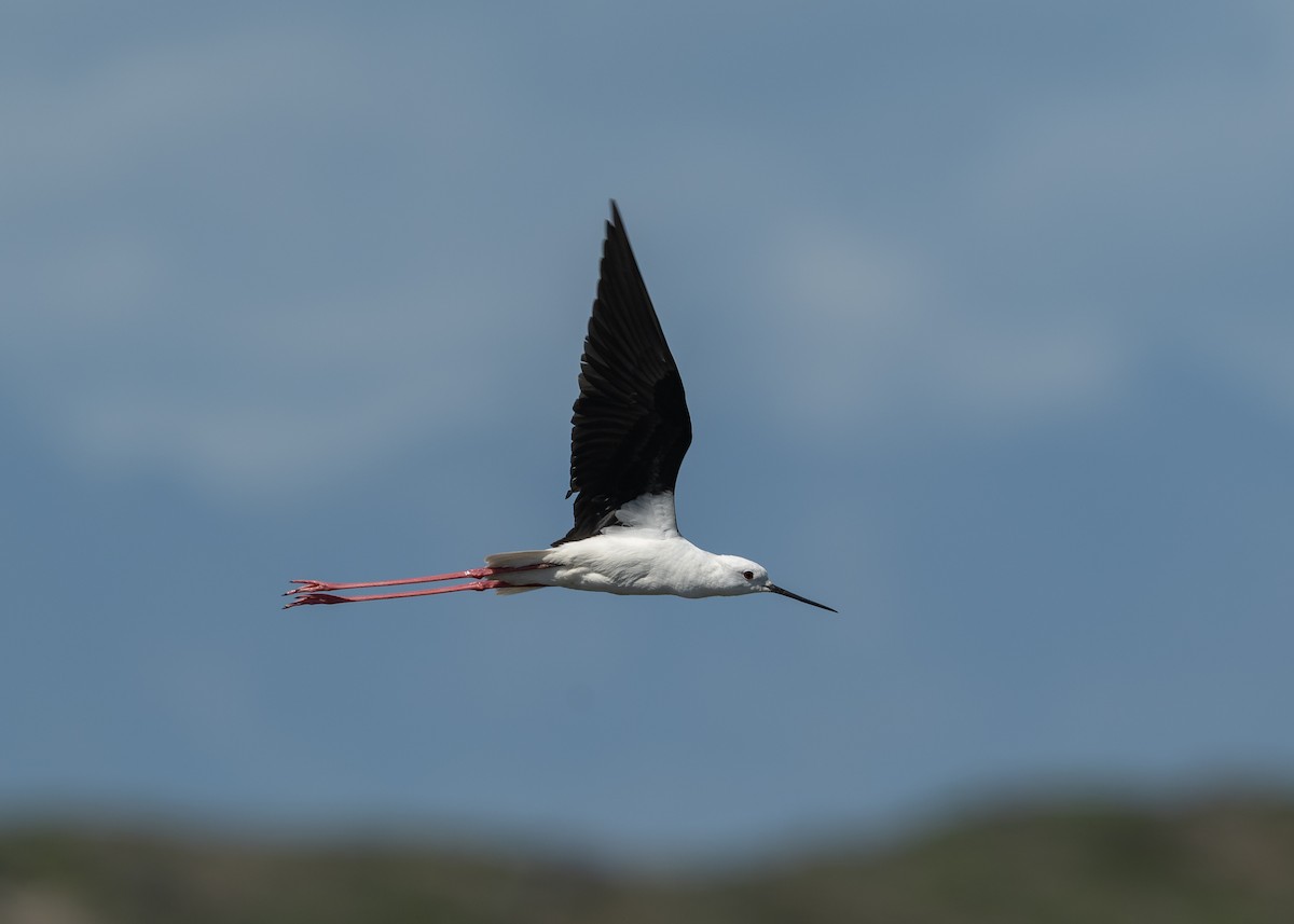 Zankaluze eurasiarra - ML645072721