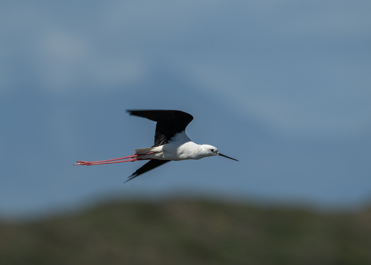 Zankaluze eurasiarra - ML645072722