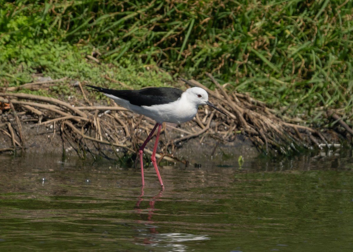 Zankaluze eurasiarra - ML645072723