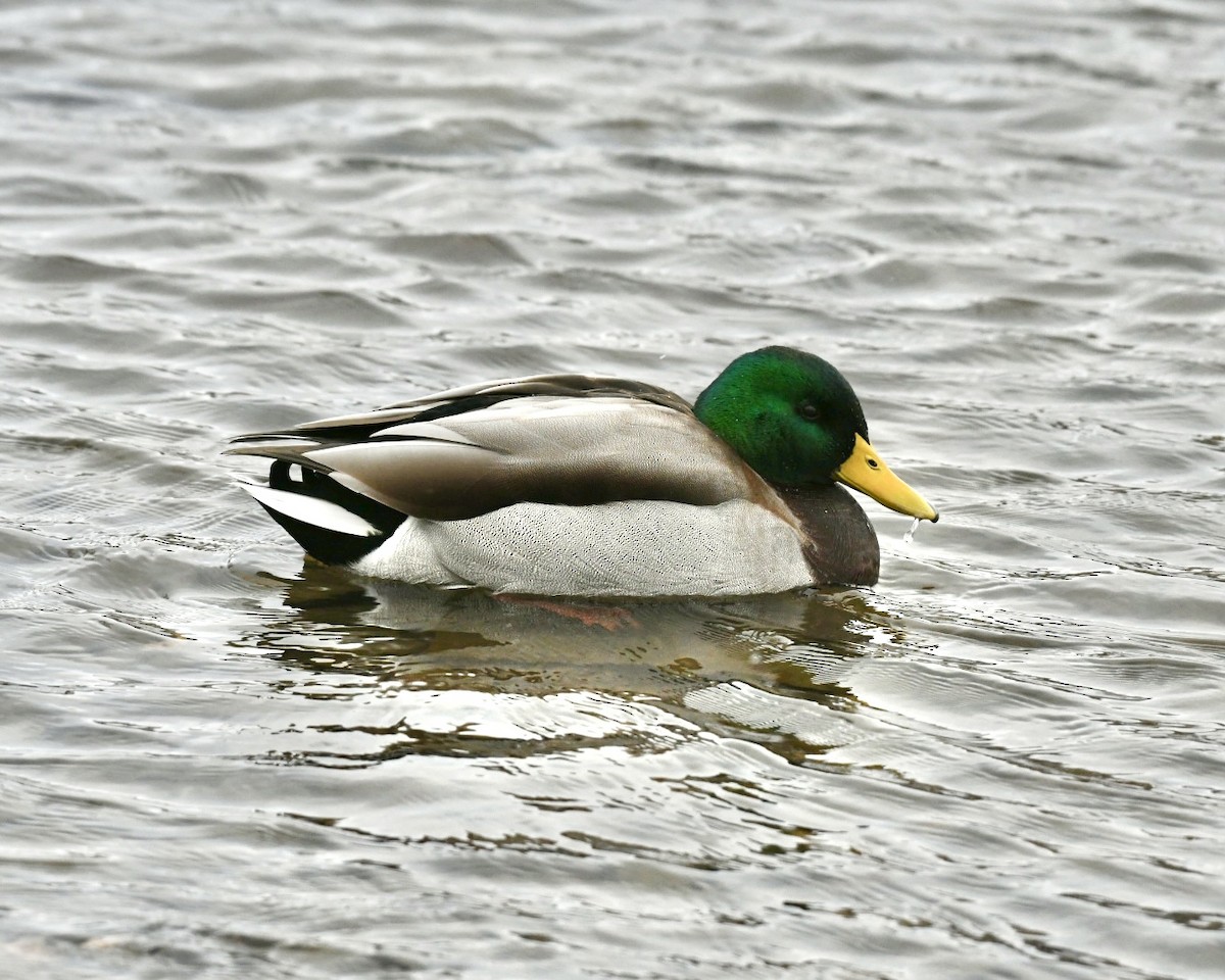 Mallard - ML645072730
