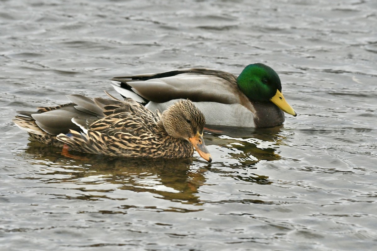 Mallard - ML645072731