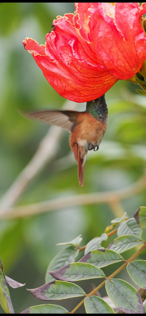 Amazilia Hummingbird - ML645072744