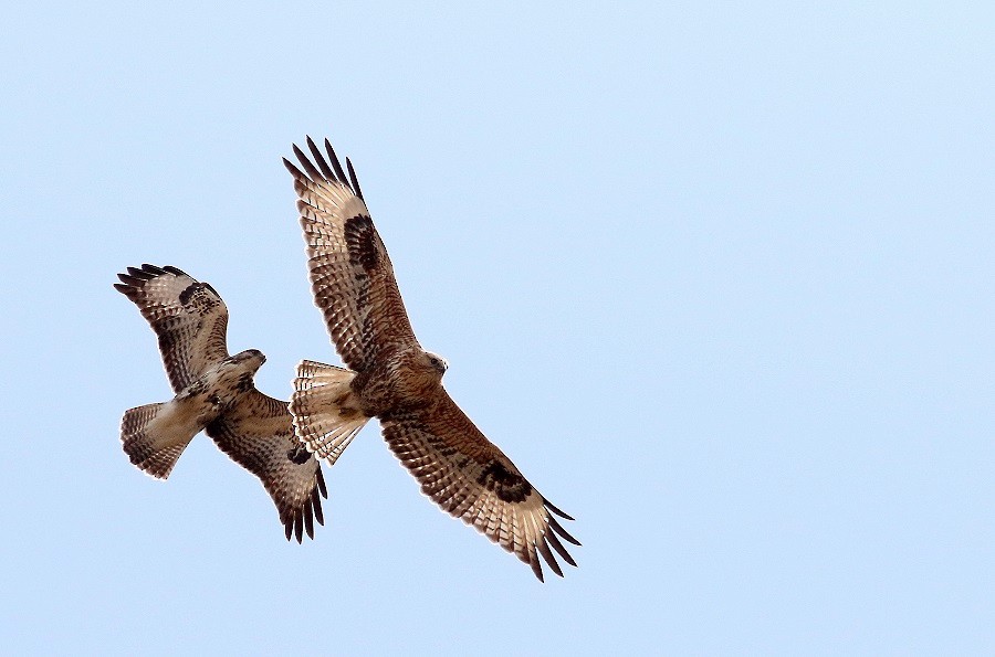 Buse féroce - ML645072748