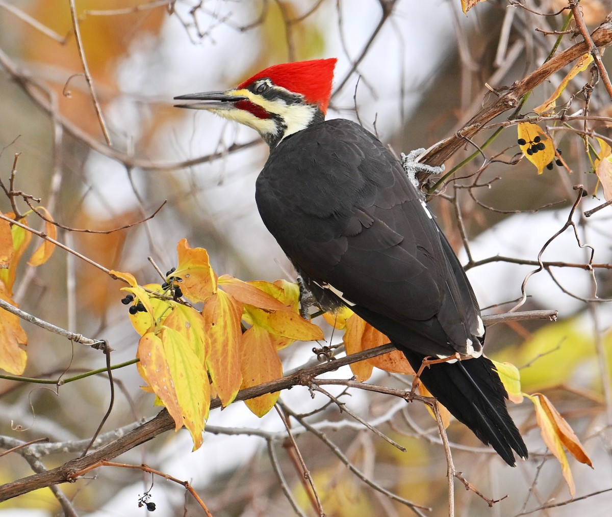 datel chocholatý - ML645072752