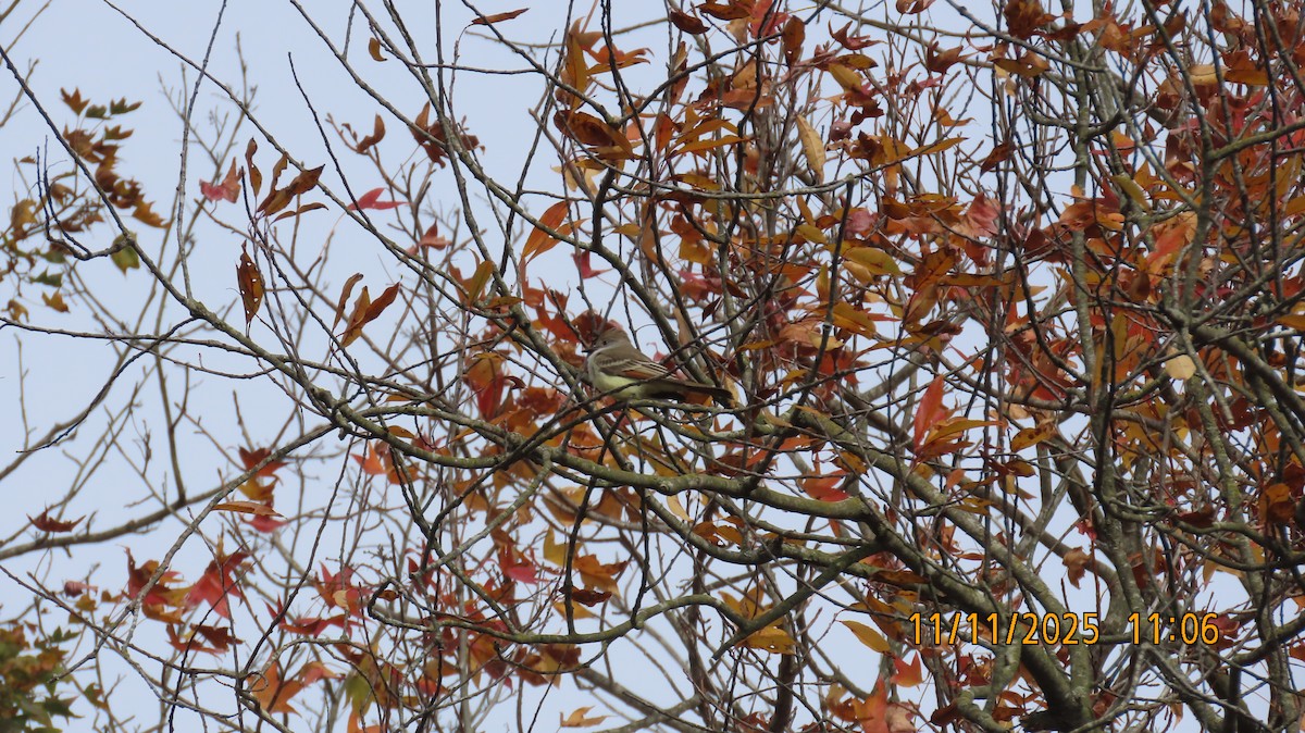 Пепельногорлый миарх - ML645072759