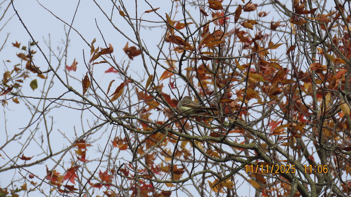 Пепельногорлый миарх - ML645072760