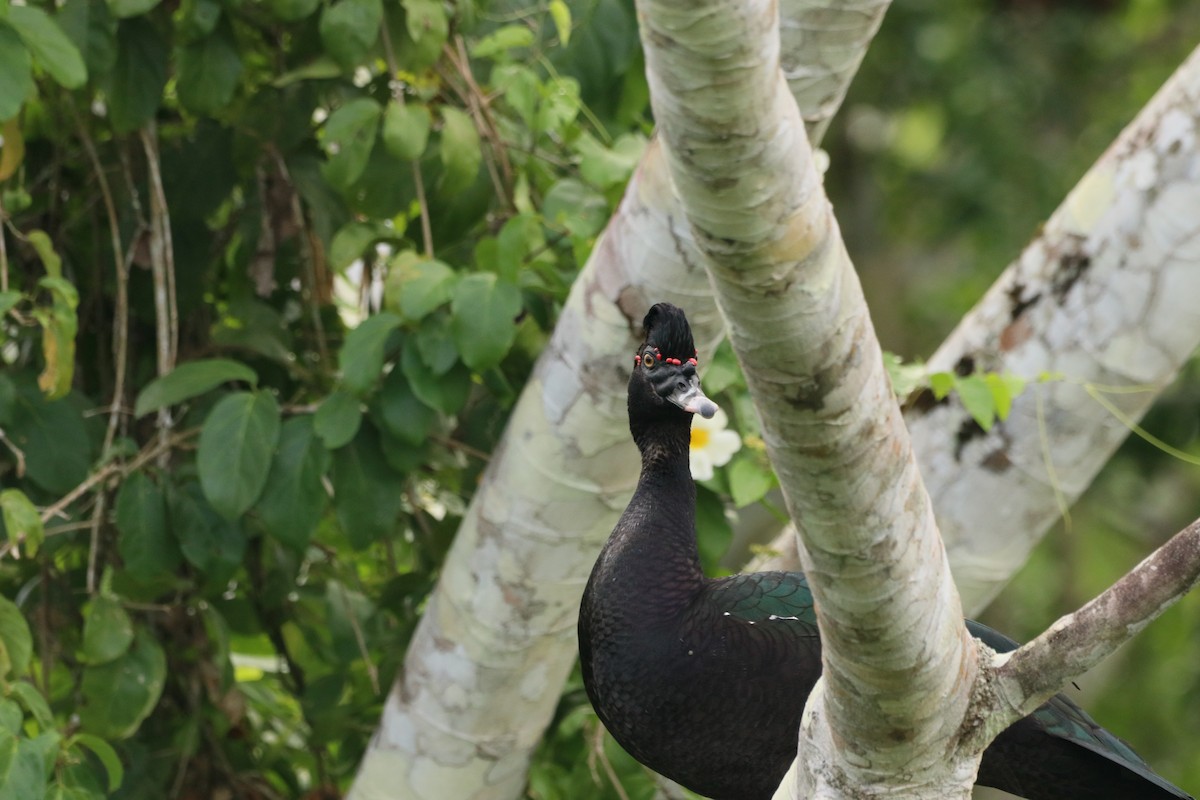 ノバリケン - ML645072762