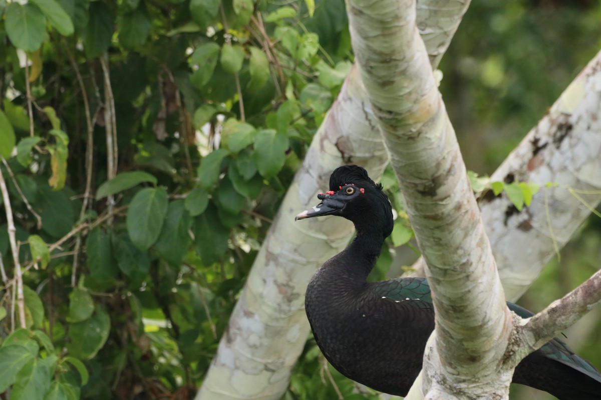 ノバリケン - ML645072763