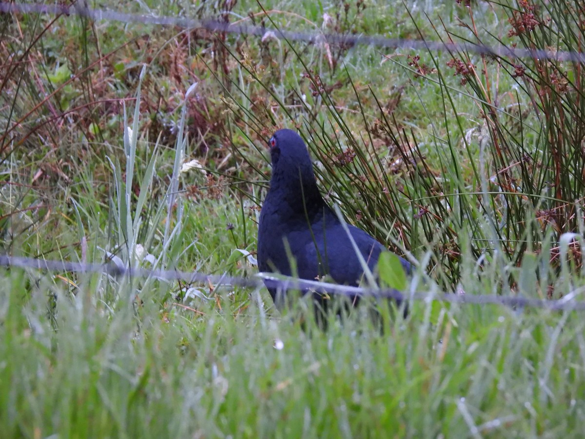 Black Guan - ML645072767