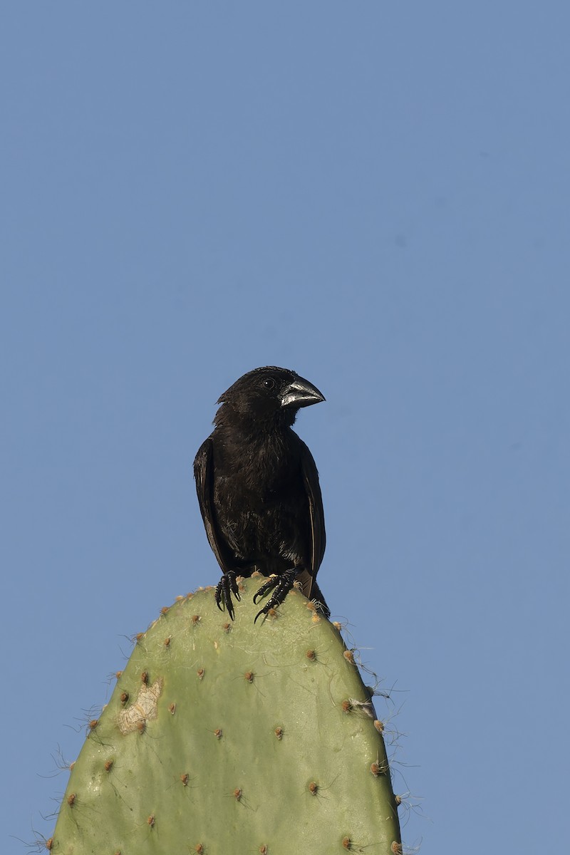 Genovesa Cactus-Finch - ML645072774