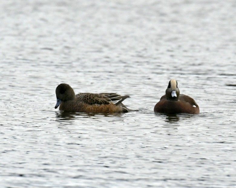 American Wigeon - ML645072775