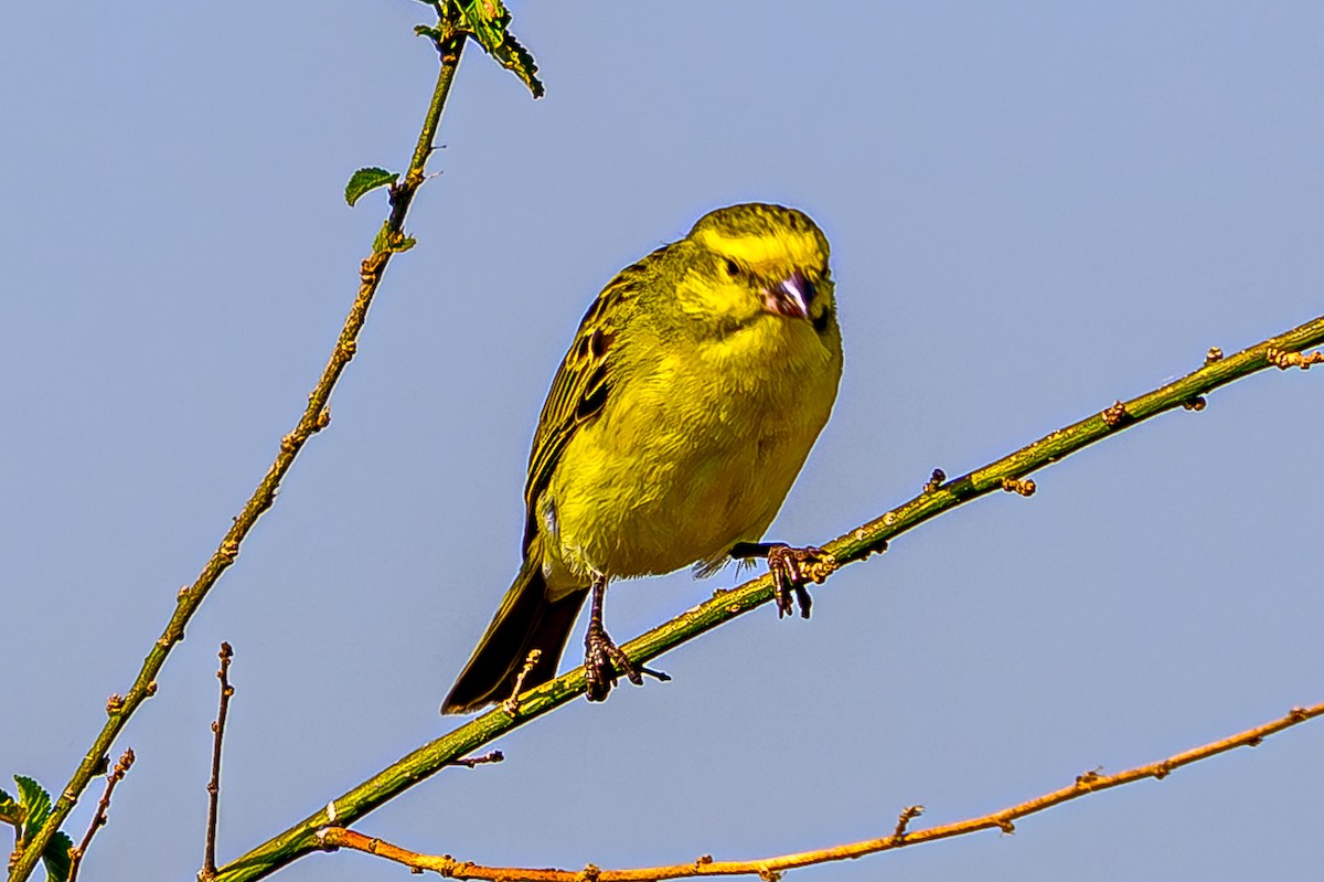 黃額絲雀 - ML645072781