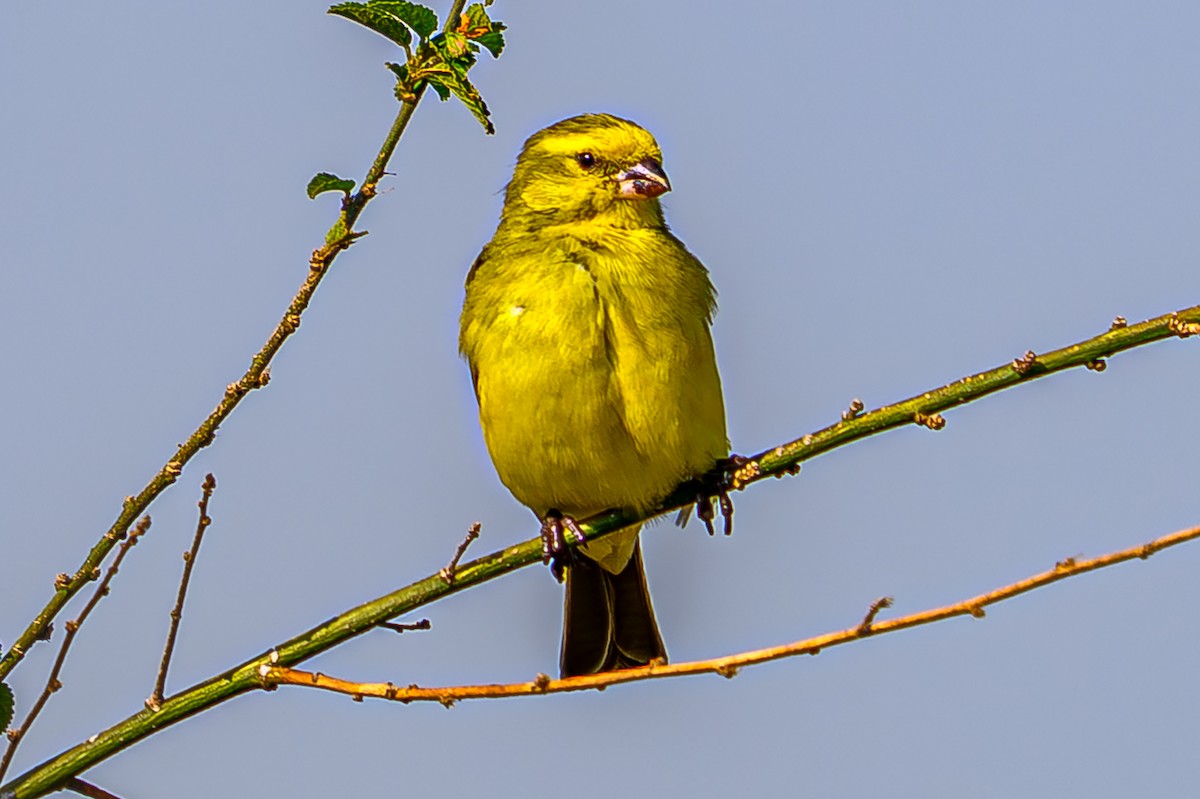 黃額絲雀 - ML645072782