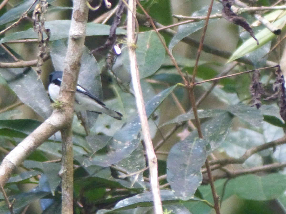 Black-throated Blue Warbler - ML645072784