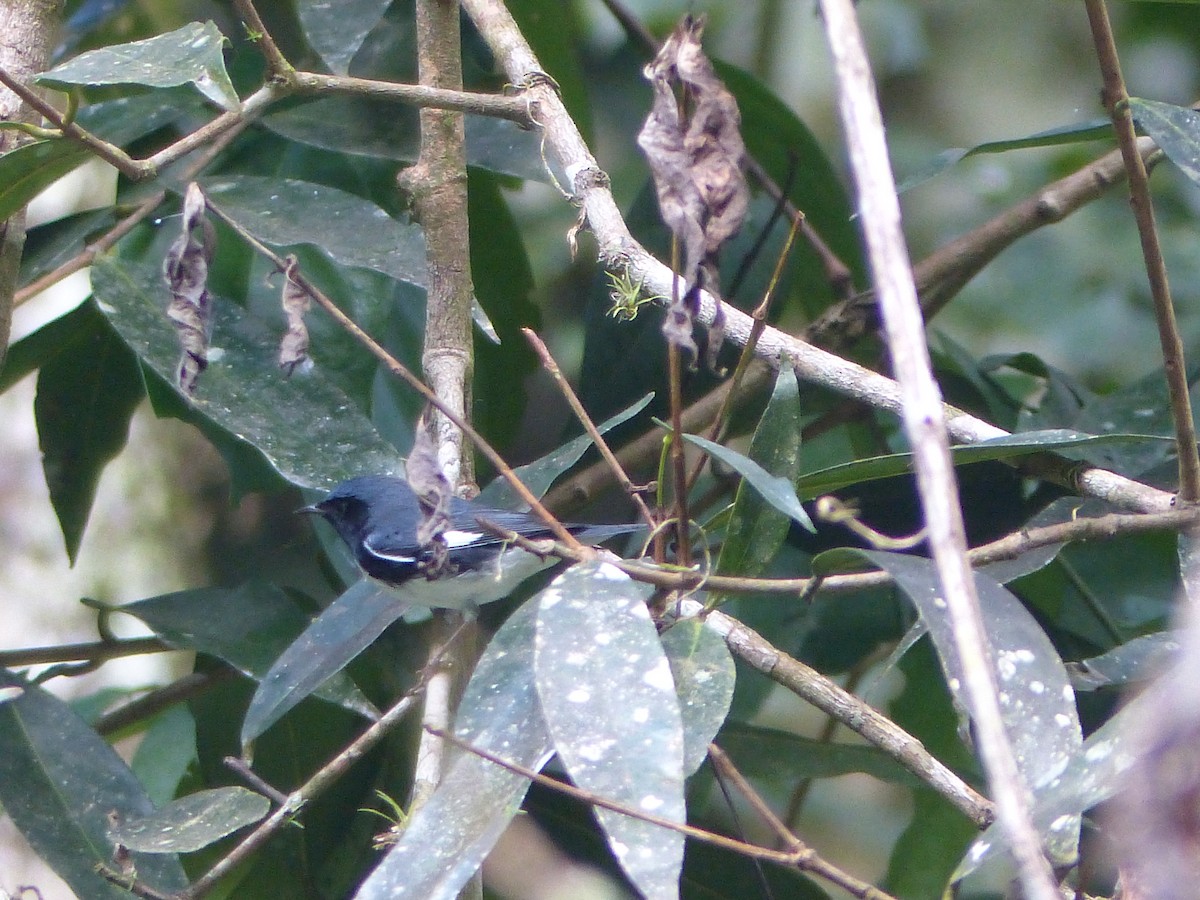 Black-throated Blue Warbler - ML645072785