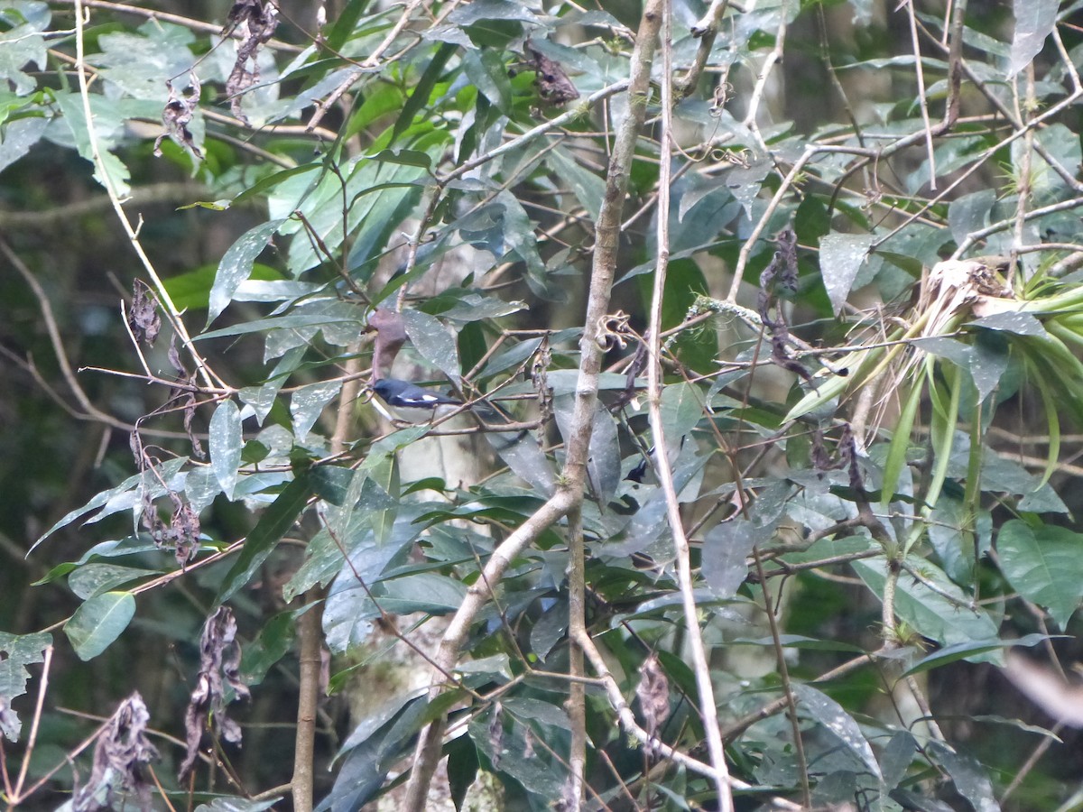 Black-throated Blue Warbler - ML645072786
