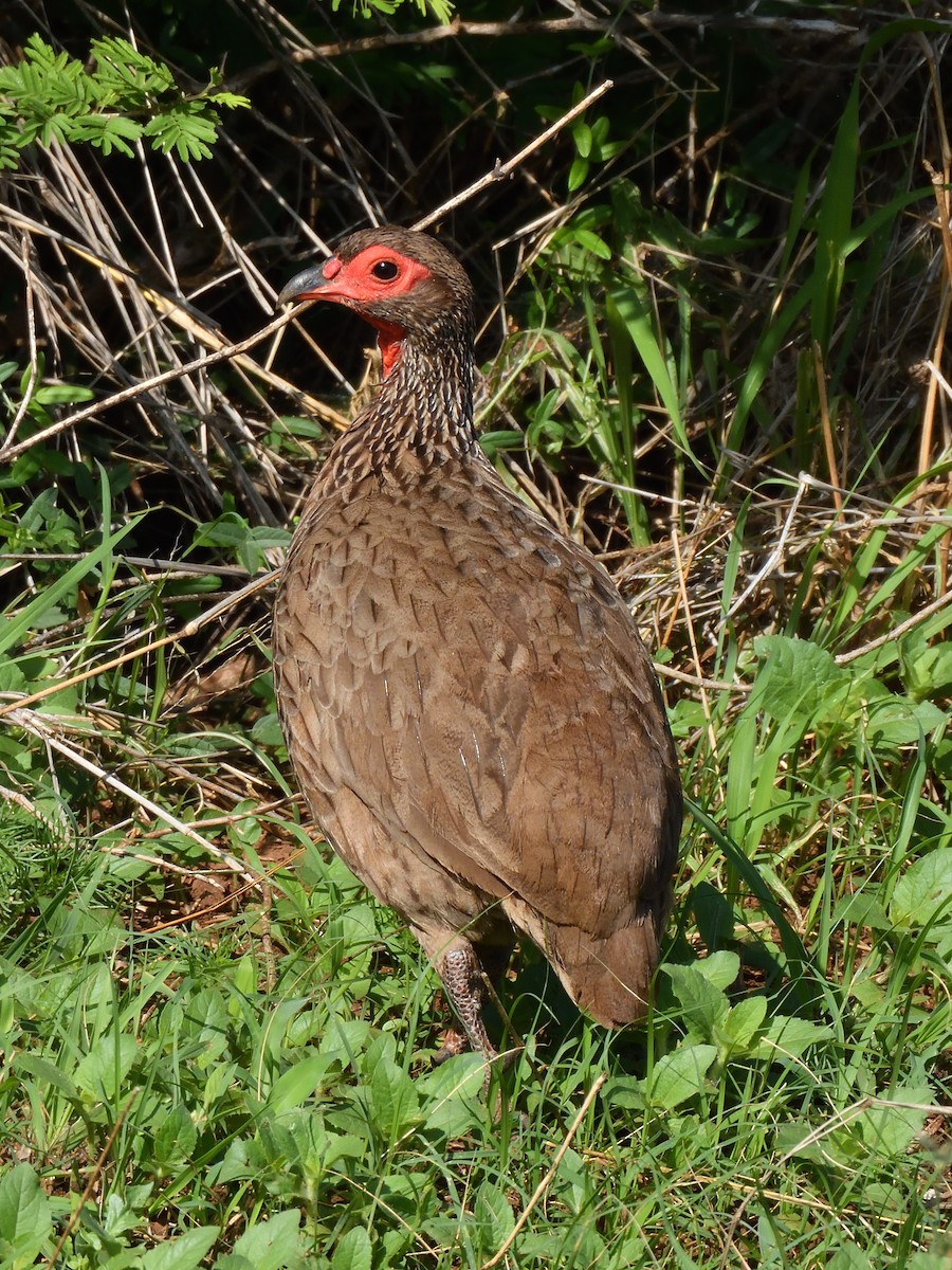 Swainson's Spurfowl - ML645072787
