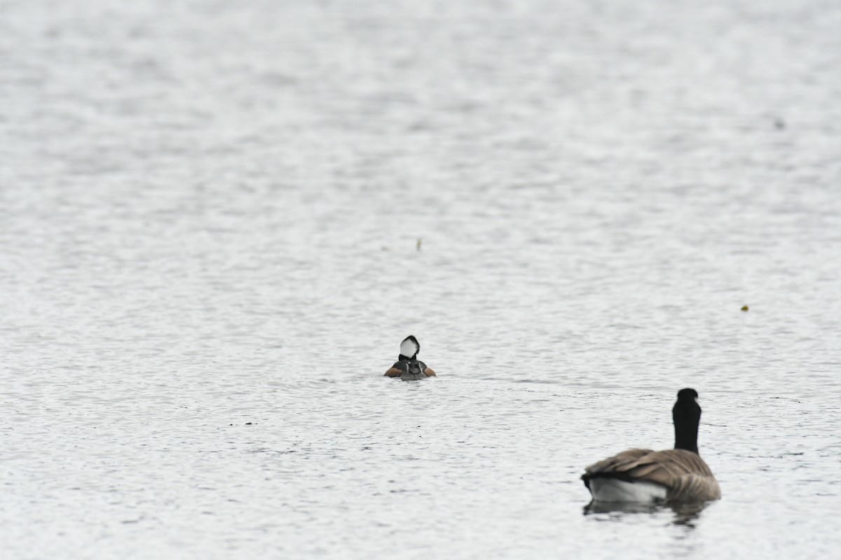 Hooded Merganser - ML645072797