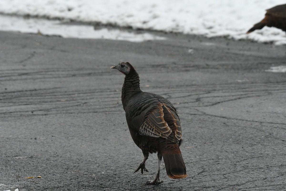 Wild Turkey - ML645072825