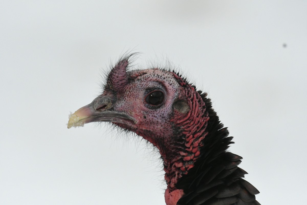 Wild Turkey - ML645072826