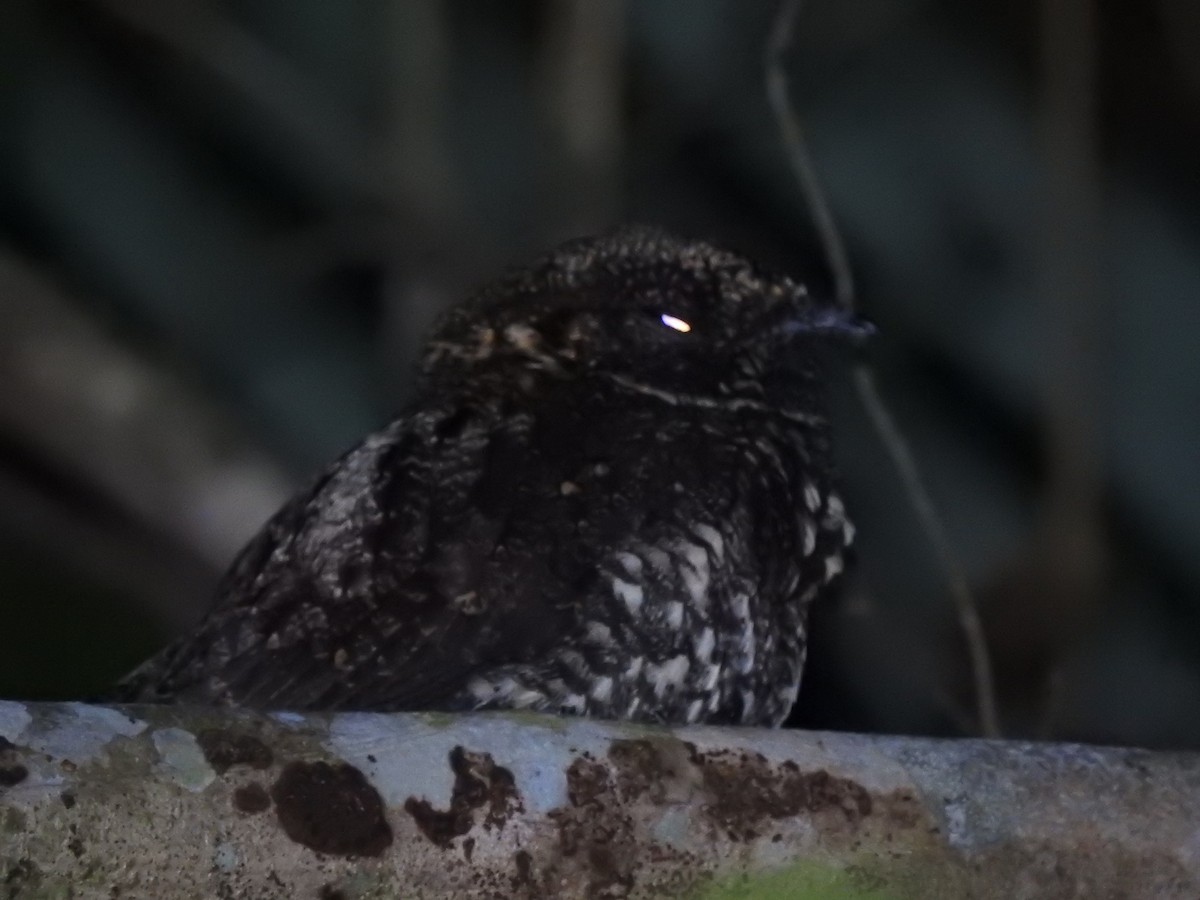 Дрімлюга парагвайський - ML645072837