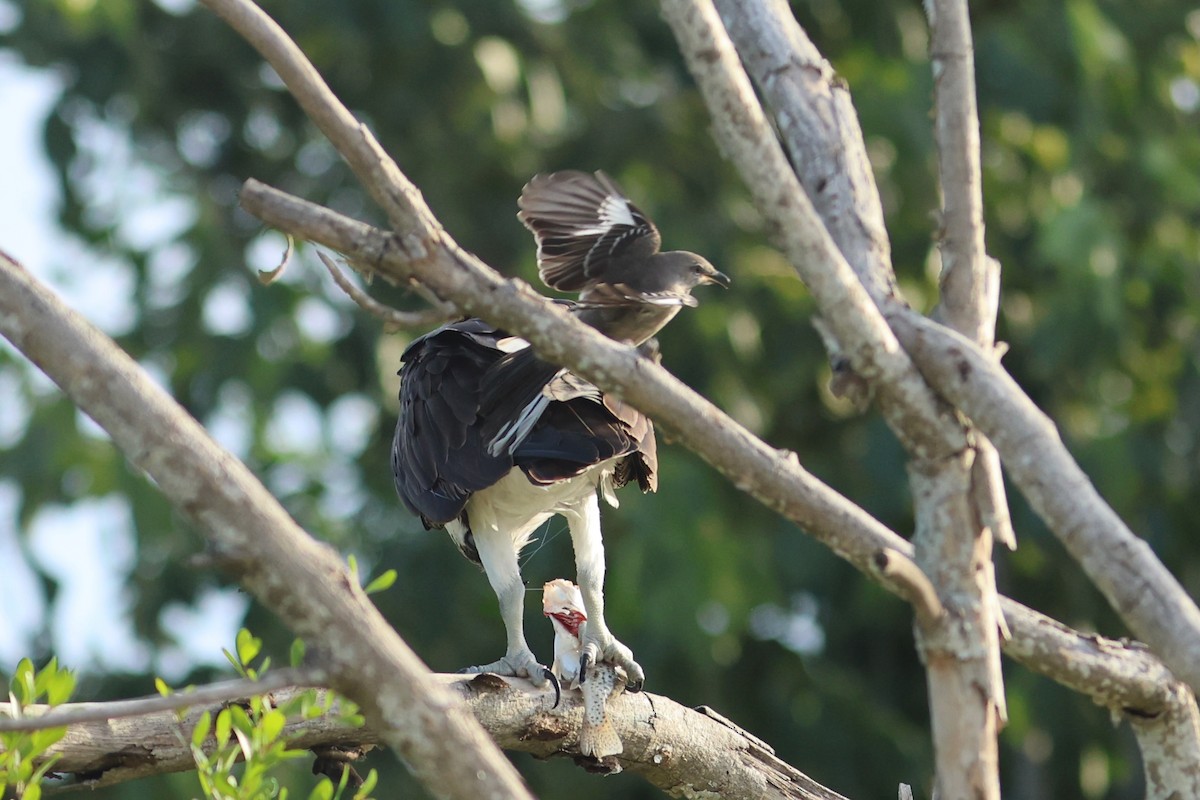 Kuzeyli Taklitçi - ML645072838