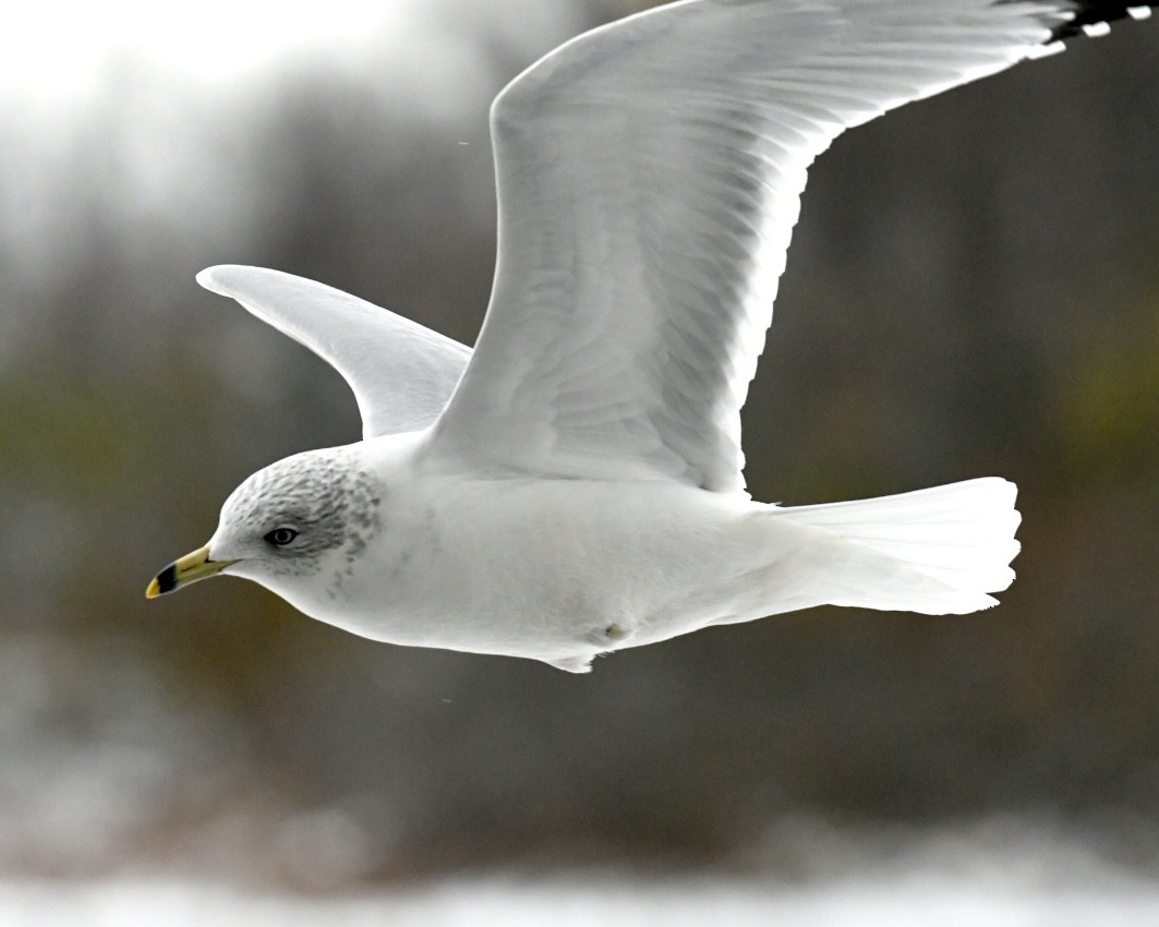 Ring-billed Gull - ML645072848
