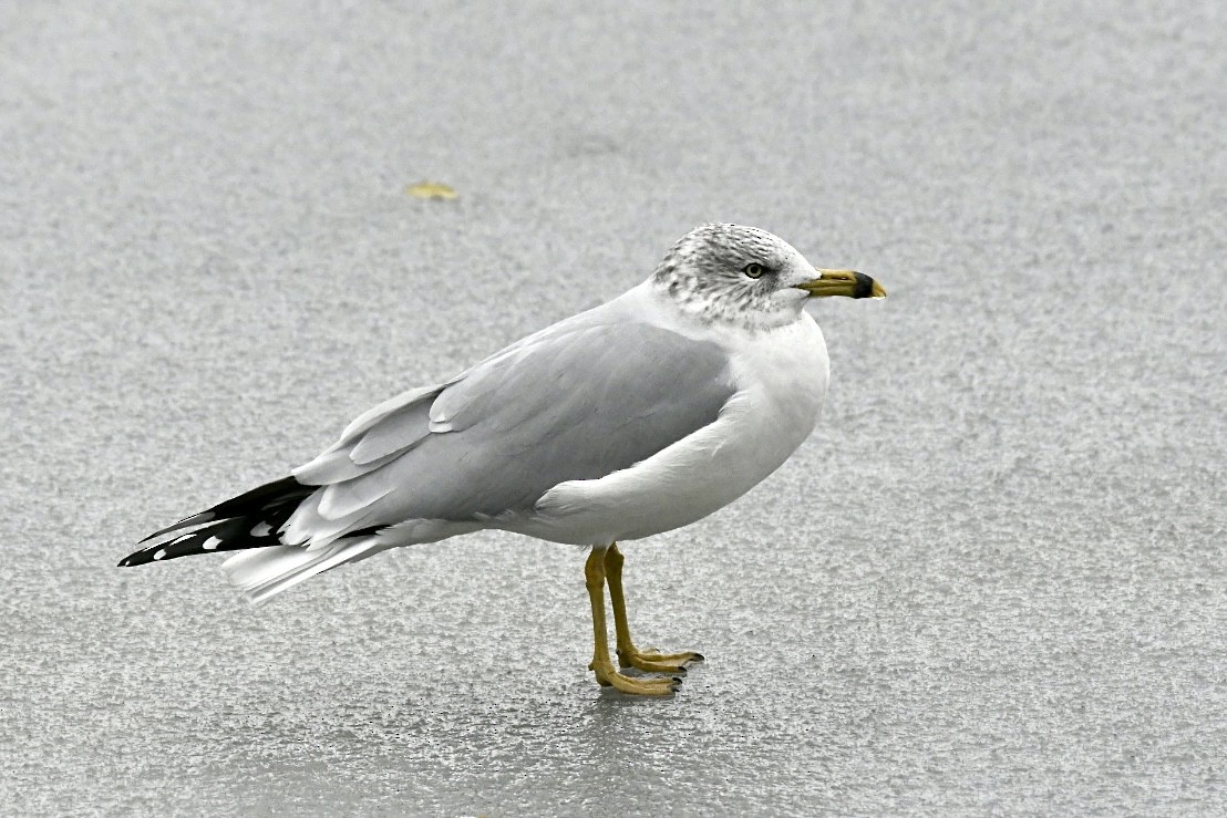 Ring-billed Gull - ML645072849