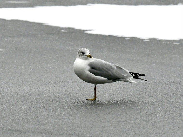 Ring-billed Gull - ML645072850