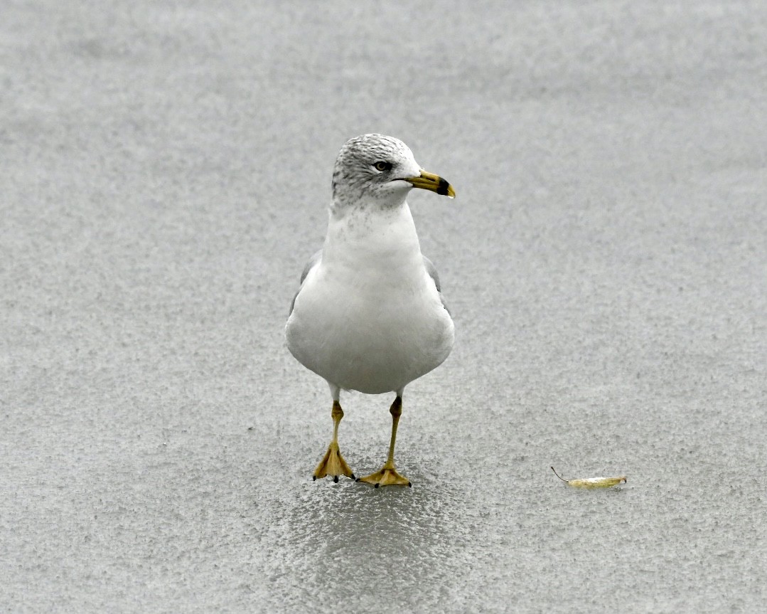 Ring-billed Gull - ML645072851