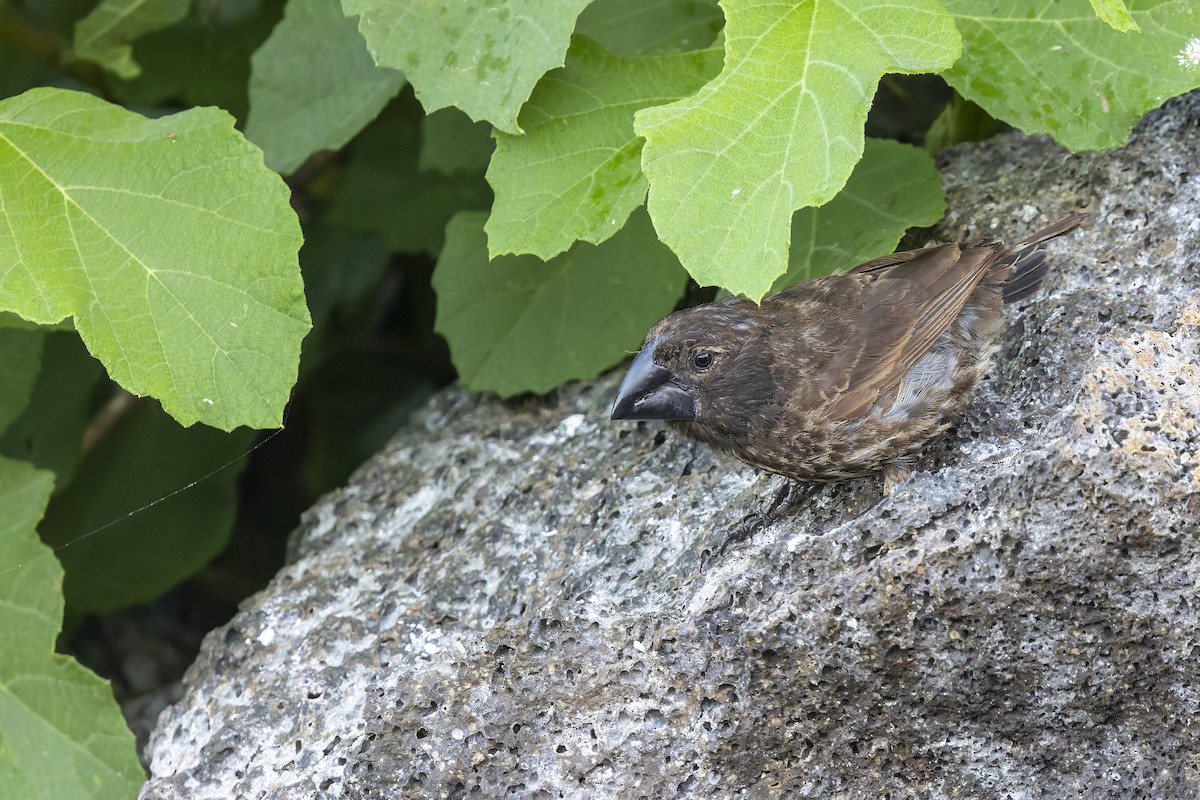 Large Ground-Finch - ML645072852