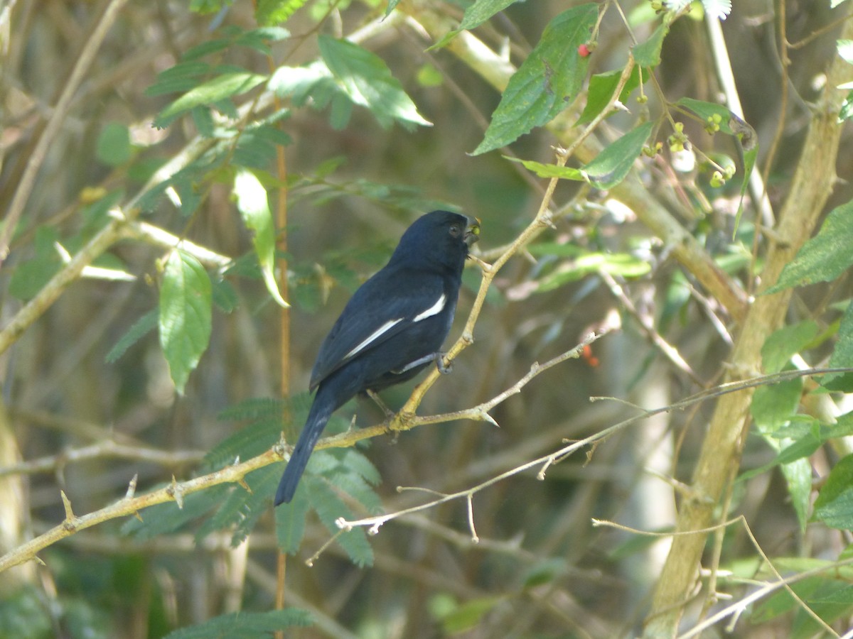 Cuban Bullfinch - ML645072856