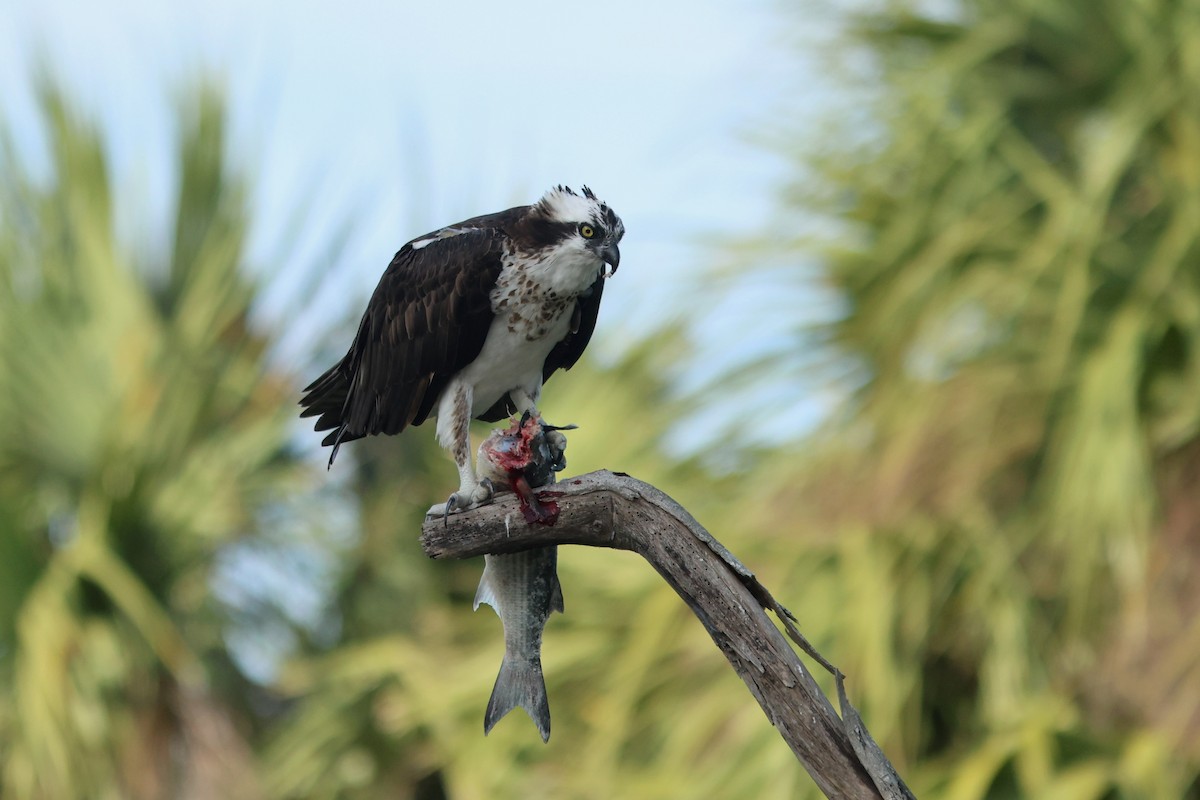 Balık Kartalı (carolinensis) - ML645072857