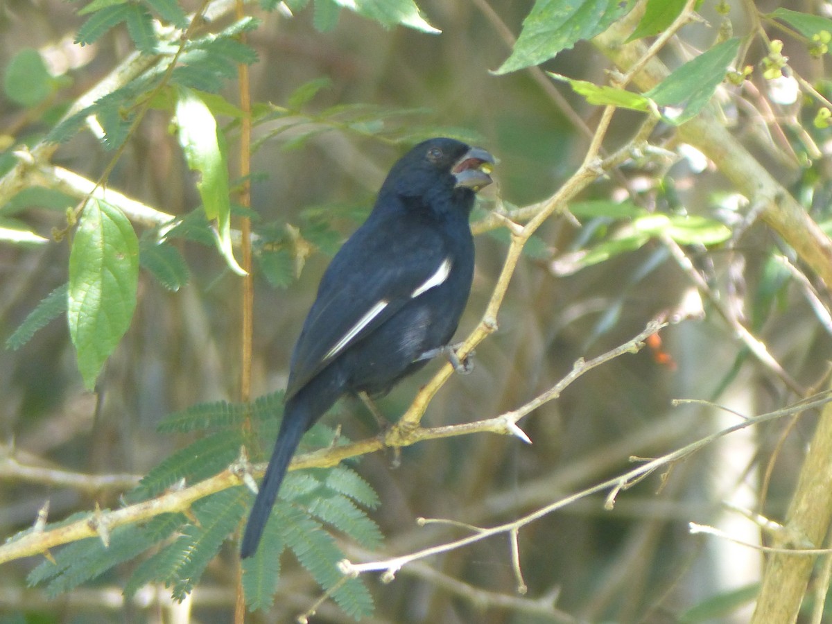 Cuban Bullfinch - ML645072858