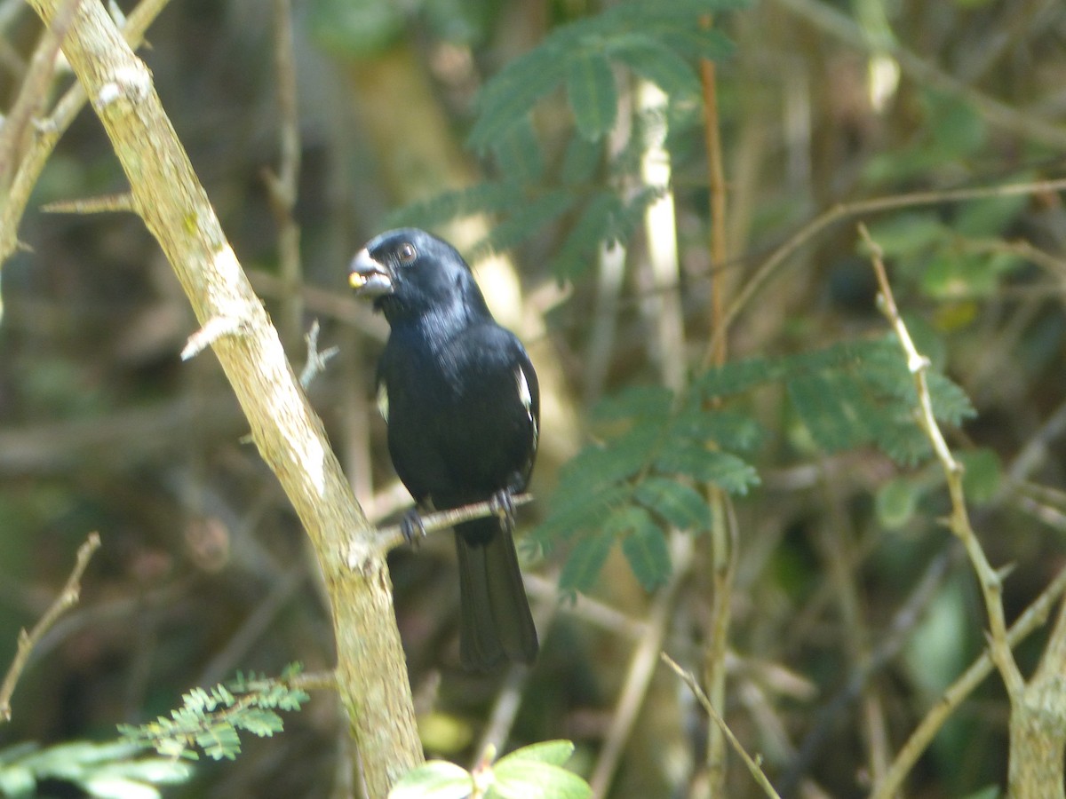 Cuban Bullfinch - ML645072859