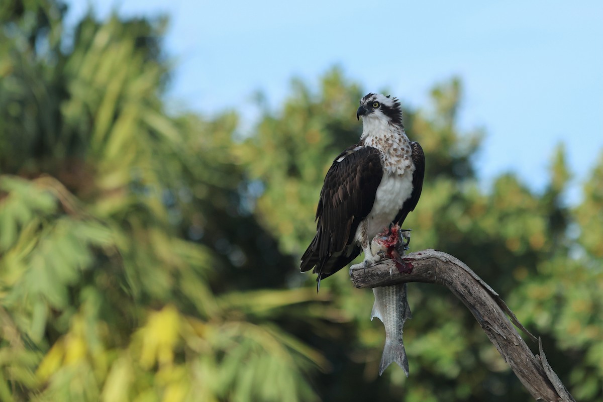 Balık Kartalı (carolinensis) - ML645072860