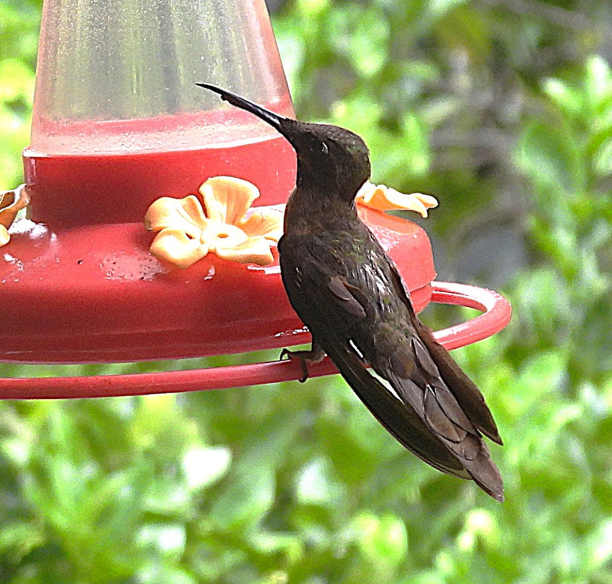 チャムネテリハチドリ - ML645072862