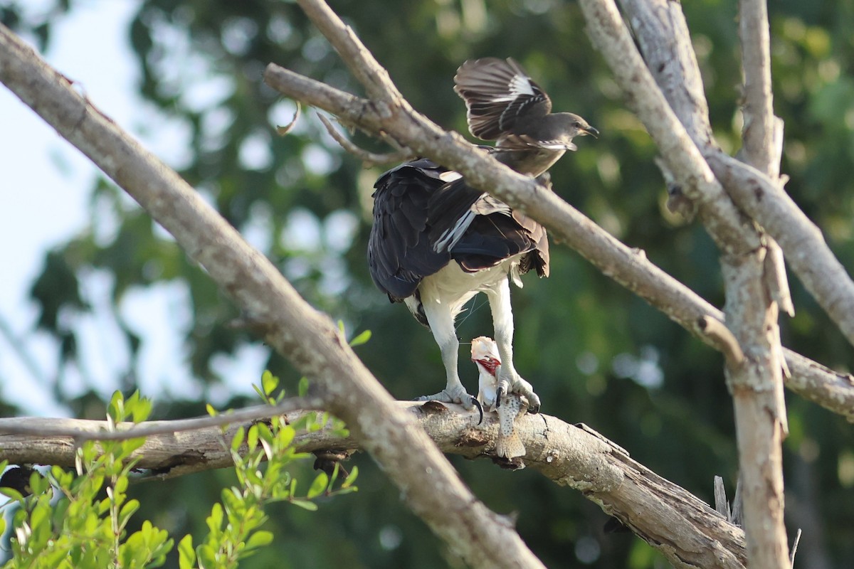 Balık Kartalı (carolinensis) - ML645072872