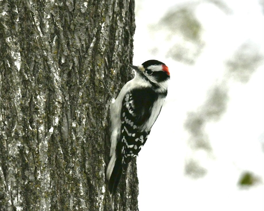 Downy Woodpecker - ML645072876