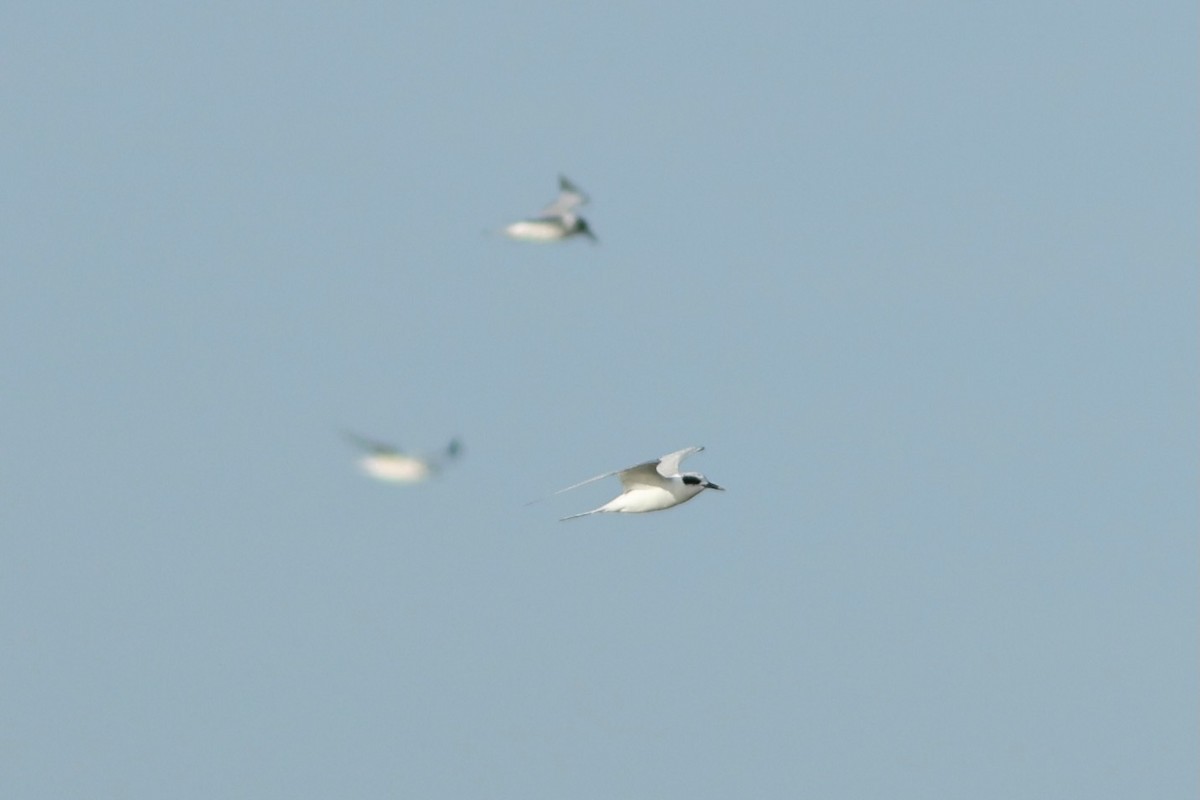 Maskeli Sumru - ML645072884