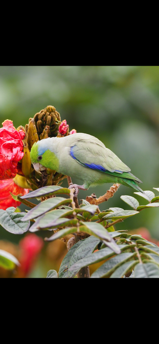 Pacific Parrotlet - ML645072885
