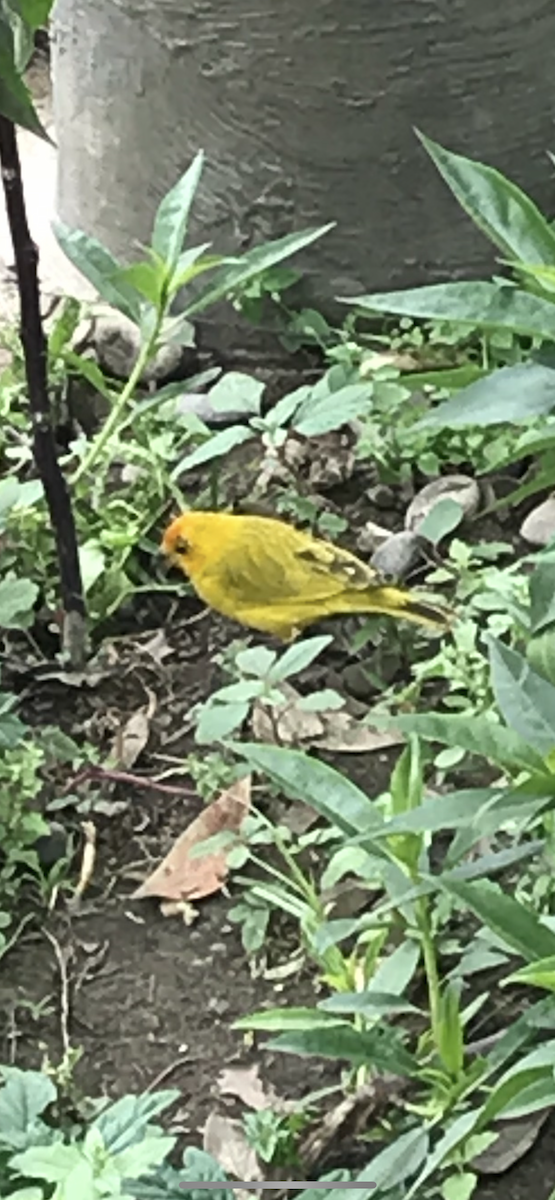 Saffron Finch - ML645072894