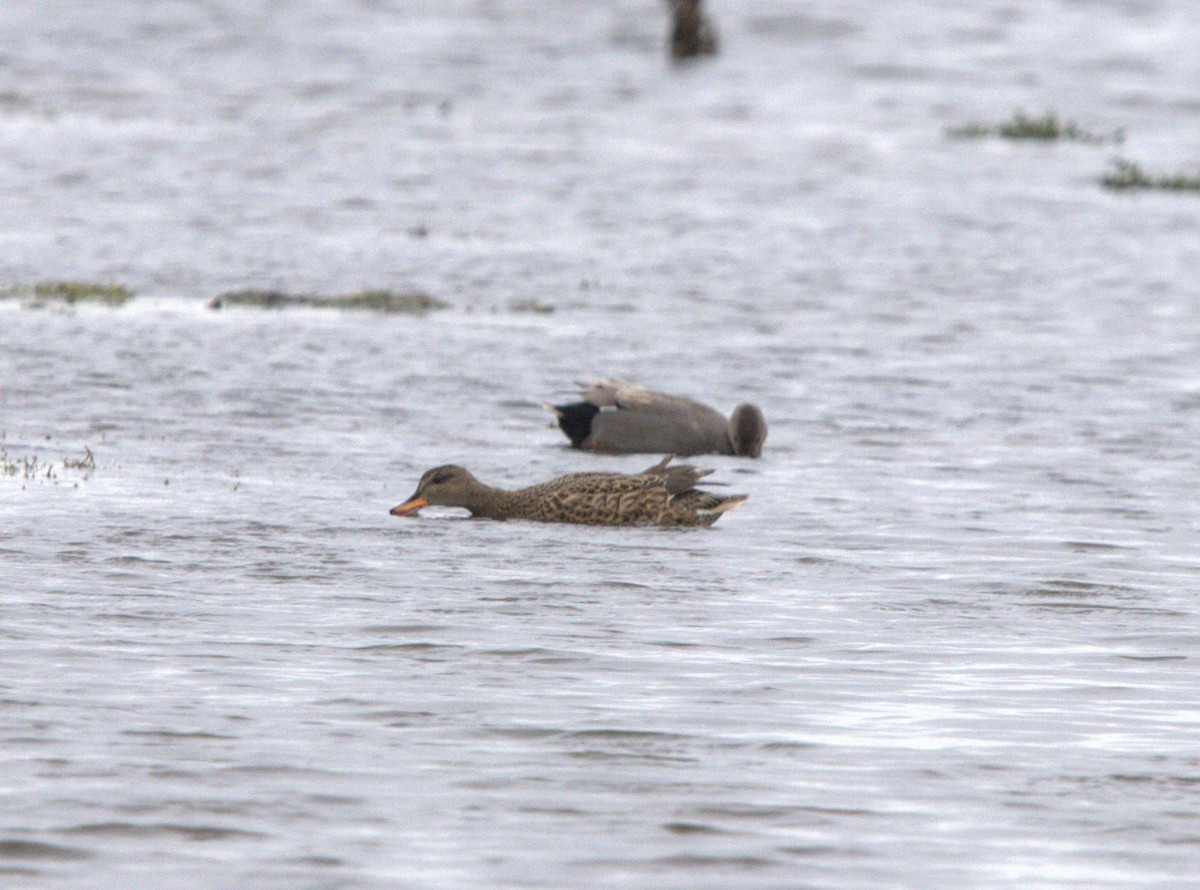 kopřivka obecná - ML645072899